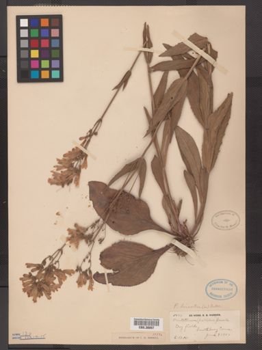 Penstemon hirsutus