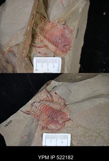 Anacheirurus adserai