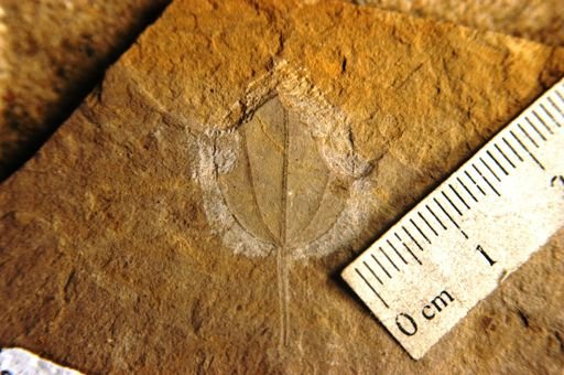Berchemia huanoides