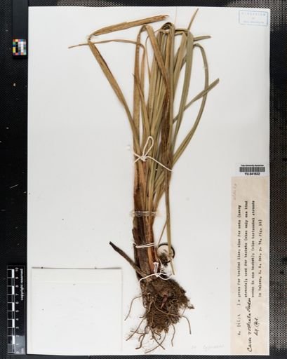Carex rostrata