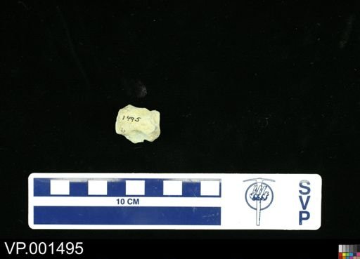 Hesperornis sp.