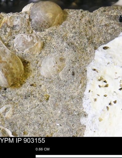 Corbulamella?