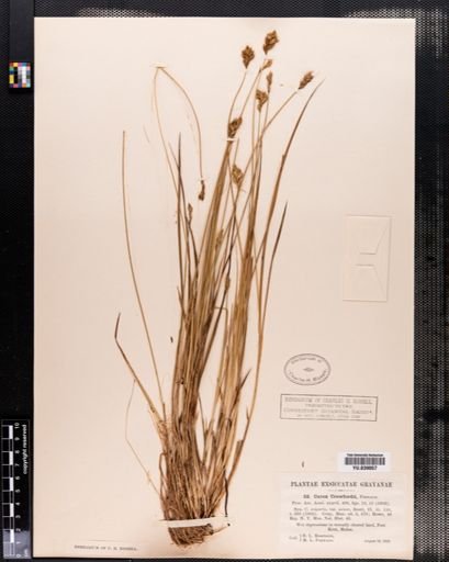 Carex crawfordii