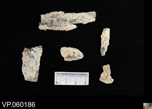 undet. Actinopterygii