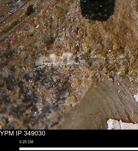 undet. Mollusca