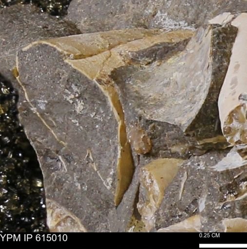 Baculites sp.