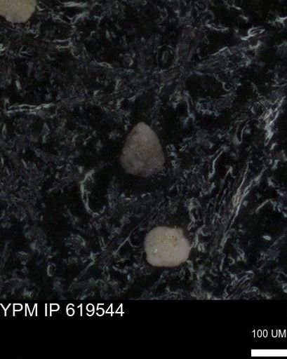 undet. Foraminiferida