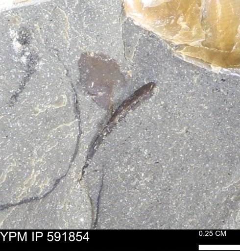 Mollusca