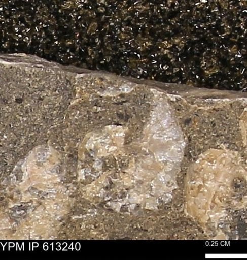 Scaphites sp.