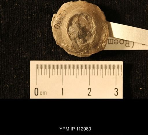 Isorophus cincinnatiensis