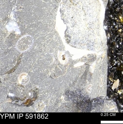 Hoploscaphites