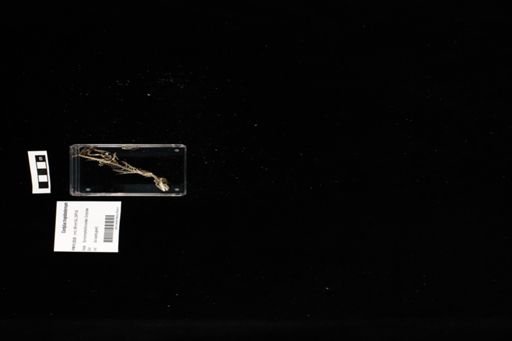 Cordylus tropidosternum