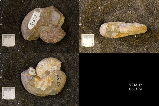 Discoscaphites conradi