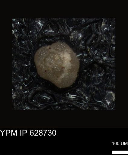 undet. Foraminiferida