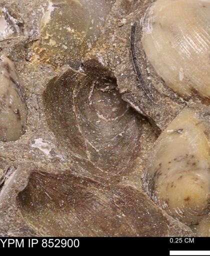 Limopsis striatopunctatus
