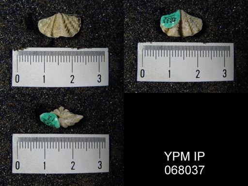 Megakozlowskiella perlamellosa