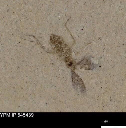 undet. Diptera