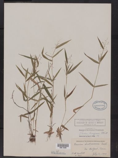 Panicum lanuginosum
