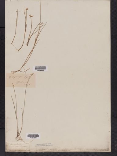 Carex pauciflora