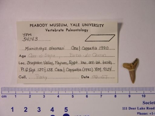Misrichthys stromeri