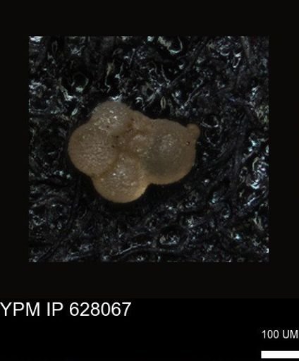 undet. Foraminiferida