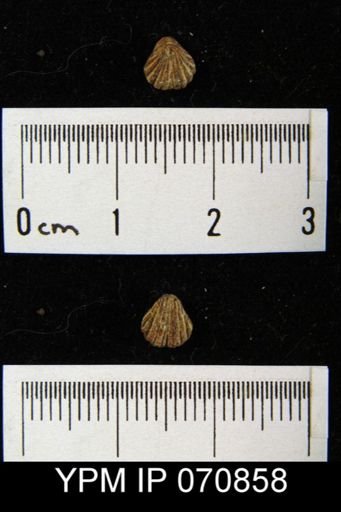Homoeospira beecheri