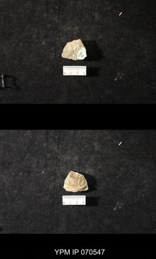 Favosites louisvillensis