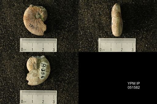 Hoploscaphites nicolletii