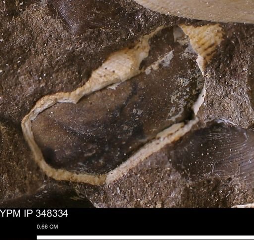 Parallelodon (Cosmetodon)?