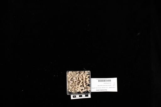 Sauromalus varius