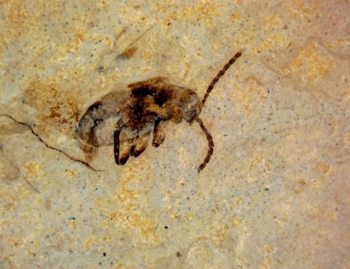 undet. Coleoptera