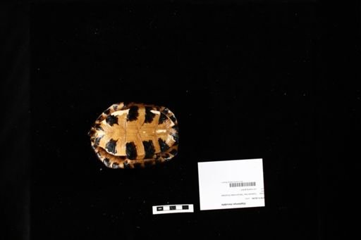 Glyptemys insculpta