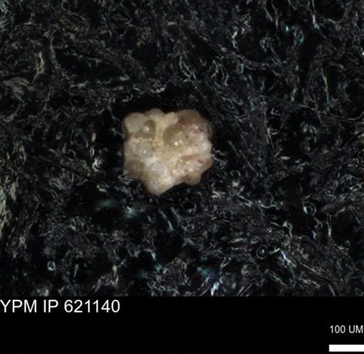 undet. Foraminiferida