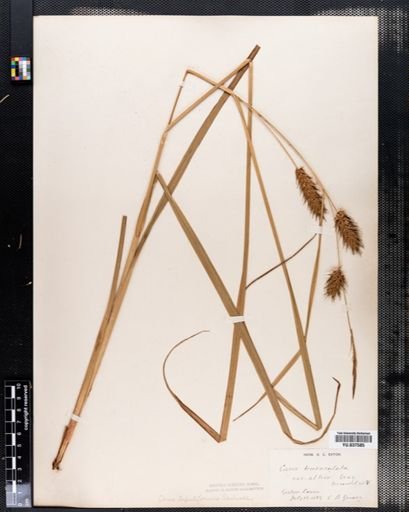 Carex tentaculata