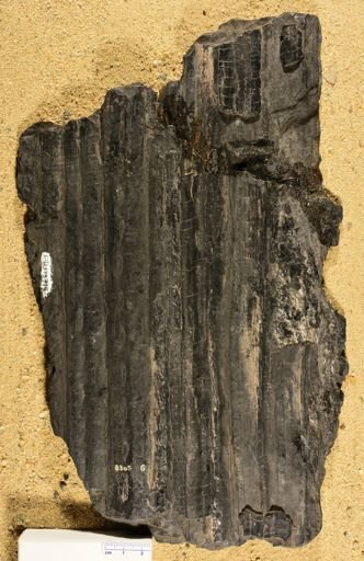 Sigillaria sp.