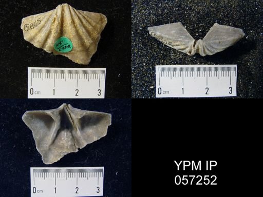 Macropleura macropleura