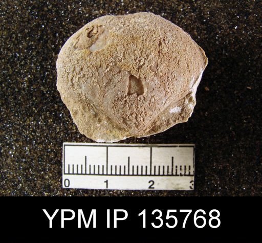 Athyris capillata