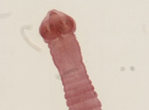 Dipylidium caninum