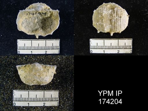 Productus sp.