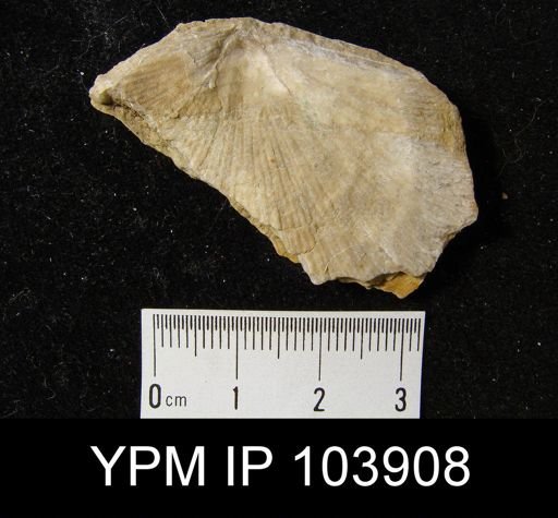 Schuchertella sp.