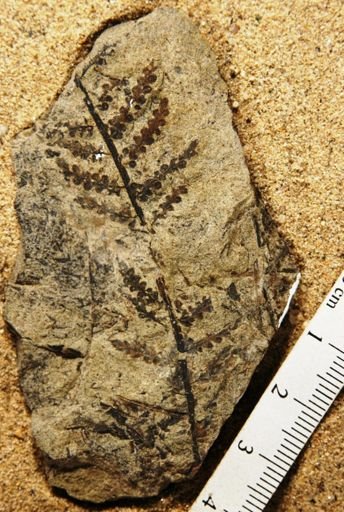 Tympanophora