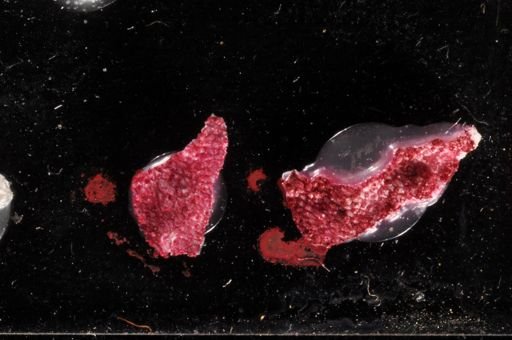Parasmittina crosslandi