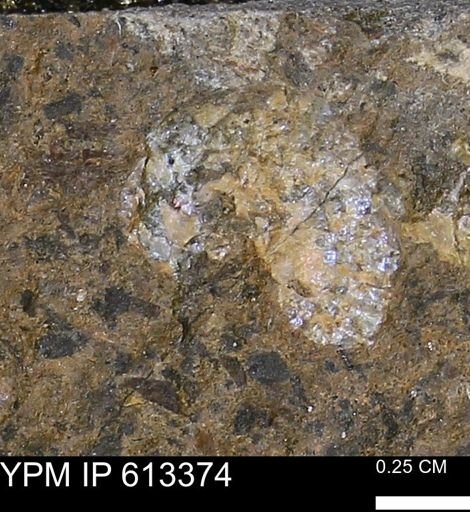 Scaphites sp.