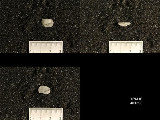Plectorthis plicatella