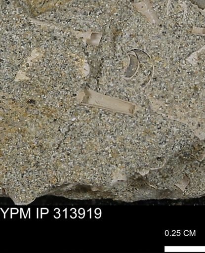 undet. Scaphopoda