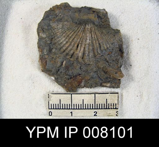 Spirifer occidentalis