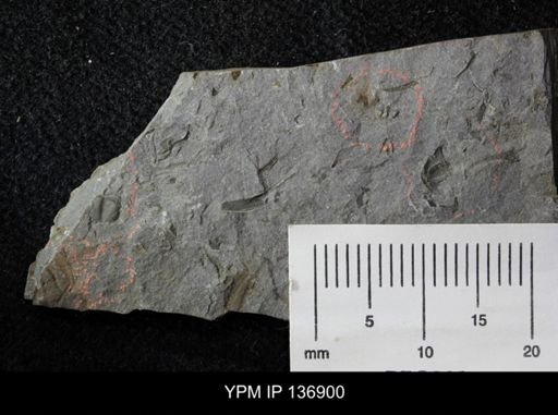 Ctenocephalus maltheus
