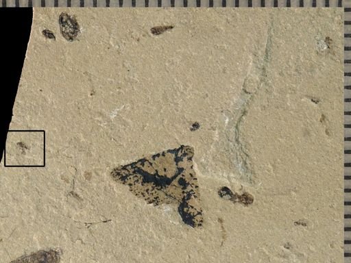 undet. Diptera