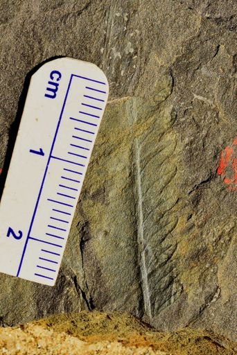 Pecopteris sp.