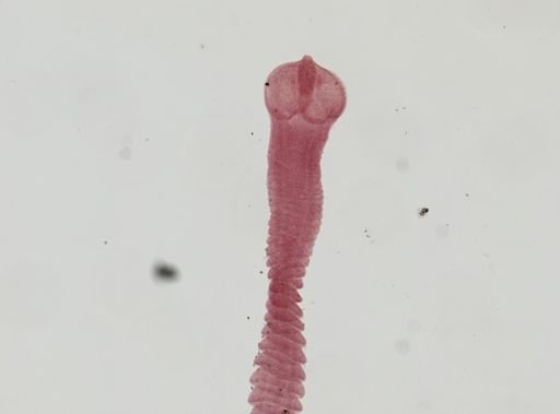 Choanotaenia infundibuliformis